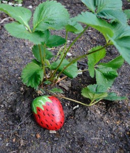 Strawberru-growing-tips